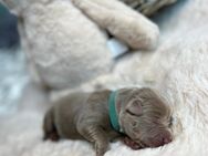 Labrador Silber Welpen - Chemnitz