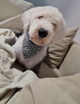 Bobtail Rüde 10 Monate Old English Sheepdog - Flensburg