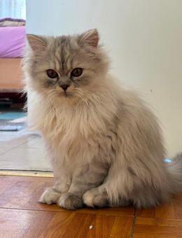Perser Mix Katze - Hannover Ricklingen