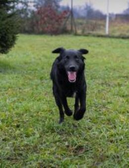 259725 - mitten im Rudel ist mein Ding - Overath