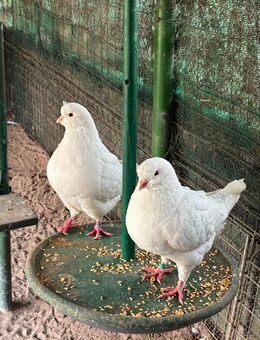 Kingtauben weiß - Pärchen - Spechbach