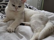 BKH Deckkater reinrassige mit Stammbaum - Dierdorf