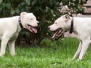 Wurfankündigung Dogo Argentino Welpen - Oschersleben (Bode)