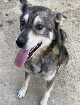 💙 Timmy 💙- Husky Mix - Markkleeberg