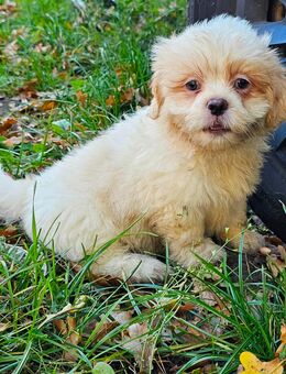 Havaneser/Shih-Tzu Welpen Hündinnen + Rüden - Oranienburg