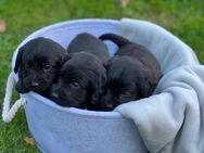 Süße Labradoodle Welpen F1 Medium Labrador Kleinpudel - Harsewinkel (Mähdrescherstadt)