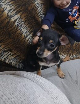 Pinscher Welpen zum verkaufen - Uhingen