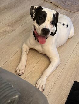 Süßes Cane Corso mix Mädel - Montabaur