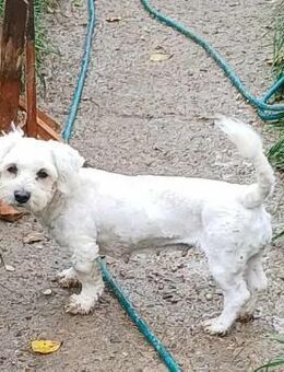 Miley - freundlich und neugierig - Westerholt