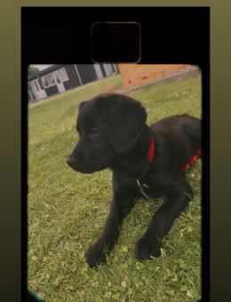 Labrador Hündin - Gronau (Westfalen)