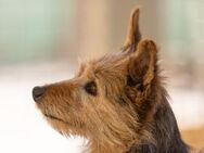 Hund im Glück gesucht? LAYKA - Jade
