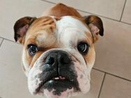 Englisches Bulldoggenmädchen sucht Körbchen auf Lebenszeit! - Husum (Schleswig-Holstein)