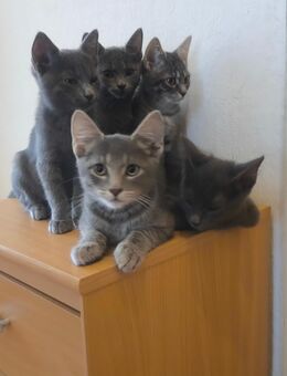 Katzen Baby - Bruchsal