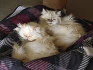Perserkatzen suchen neues Zuhause - Idstein