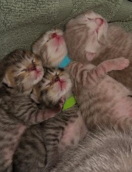 Bkh Babykitten - Remseck (Neckar)