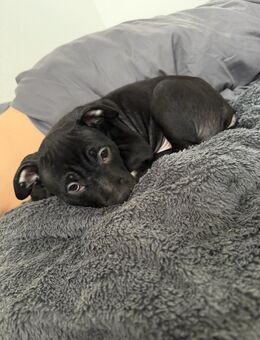 Cane Corso Welpen - Gelsenkirchen Altstadt