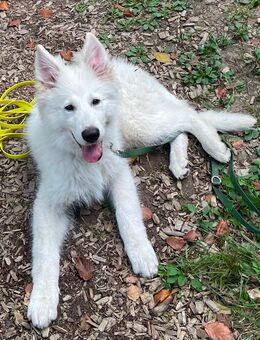 Weisser Schäferhund sucht - Hagen (Teutoburger Wald)