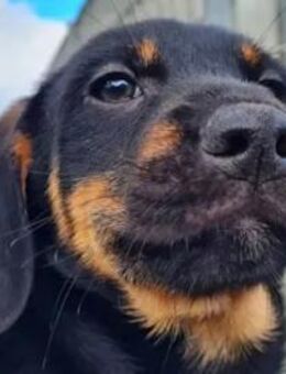 NADIR - er sucht sein Glück - Regensburg