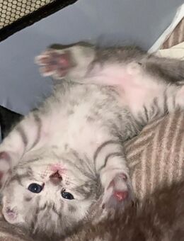liebevolle BHK Persian mix Kitten suchen ein liebevolles zuhause - Winsen (Luhe) Zentrum