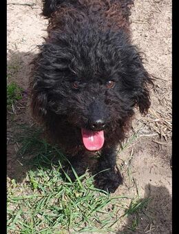 Guba-DG, Hütehund sucht Aufgabe! - Neustadt (Rübenberge)