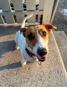 🐾 Jack Russell Terrier Hündin „Daisy“ – 5 Jahre jung, sucht erfahrenes Zuhause mit Herz 💛 - Plochingen Zentrum