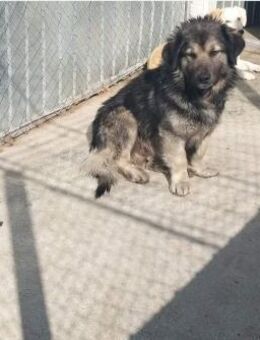 Billi2; sanfter Held sucht sein Glück🐾 - Geilenkirchen