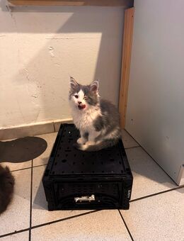 Main Coon kitten 12 Wochen alt - Celle