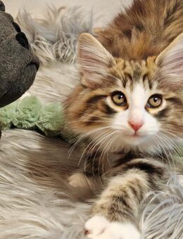 Nfo - Norwegische Waldkatzen - Kitten mit Stammbaum - Mönchengladbach