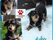 Ayko sucht seine Herzensfamilie.... - Margetshöchheim