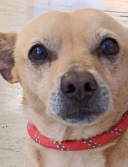 Bobi hat seine Familie verloren - Lenzen (Elbe) Zentrum