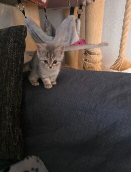 Prinzessin sucht Traumschloss - Vechelde