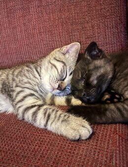 Süße Kitten suchen Zuhause mit Freilauf - Lohmar Zentrum