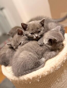 Bkh kitten - Elsdorf (Nordrhein-Westfalen)