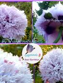 ♥ Riesen Mohn fliederfarbend gefüllt Samen, Tulpenstolz Garten,Rarität Papaver violett,lila,Saatgut in 22457