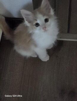 Norwegische Waldkatze - Maine Coon Kitten - Schüttorf