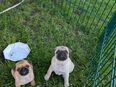 Retromops Welpen suchen eine neue Familie in 29633