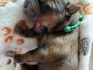 ❤️Welpen Alarm ❤️ Shar Pei - OEB Mix welpen - Arnstein (Sachsen-Anhalt)