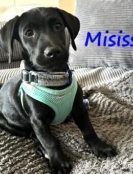 Misissippi kleiner Labrador-Mix Welpe! - Ruppertsecken