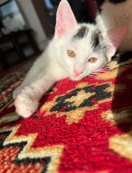 Kitten/ Katzen/ Babykatzen/ Männliche Kitten - Oberhausen