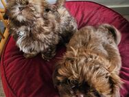 2 Shih Tzu Mädchen - Bad Oeynhausen