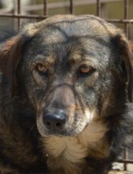 Terano - Pflegestelle oder Zuhause gesuc - Oberwies