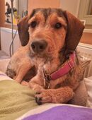 Joachim (Griffon-Mix) sucht auf diesem Weg ein tolles Zuhause bei passenden Menschen.... in 65597