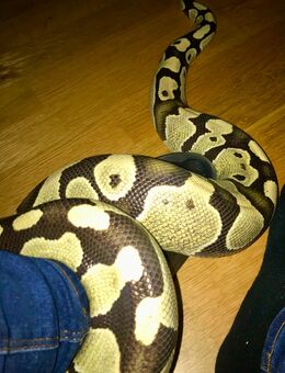 Königspython - Desert Ghost (weiblich) - Geislingen (Steige)