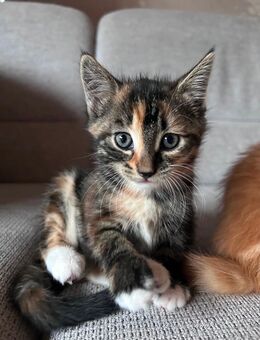 Katzenbaby weiblich - Zeltingen-Rachtig