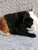 Meerschweinchen Bock Baby männlich US Teddy in 27570