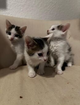 Unsere kleinen Katzenbabys suchen ihr Für-immer-Zuhause! - Balingen