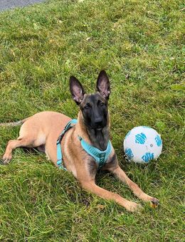 Malinois 6 monate - Berlin