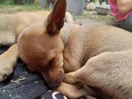 Rehpinscher, Zwergpinscher Rüde und Weibchen - Siehdichum