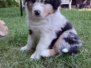 Traumhafte Australian Shepherd Welpen mit ASCA Papiere - Großenwörden