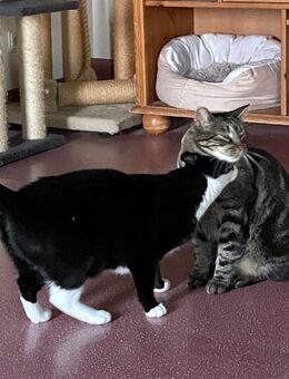 TONJA & MAXI - Traumpaar sucht gemeinsames Zuhause - Berlin